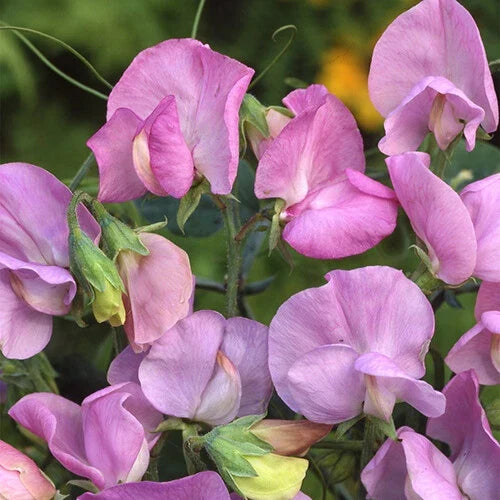 Royal Lavender Sweet Pea Seeds Pink & Purple Flowers Climbing Vine Lathyrus odoratus Non-GMO Garden Seeds