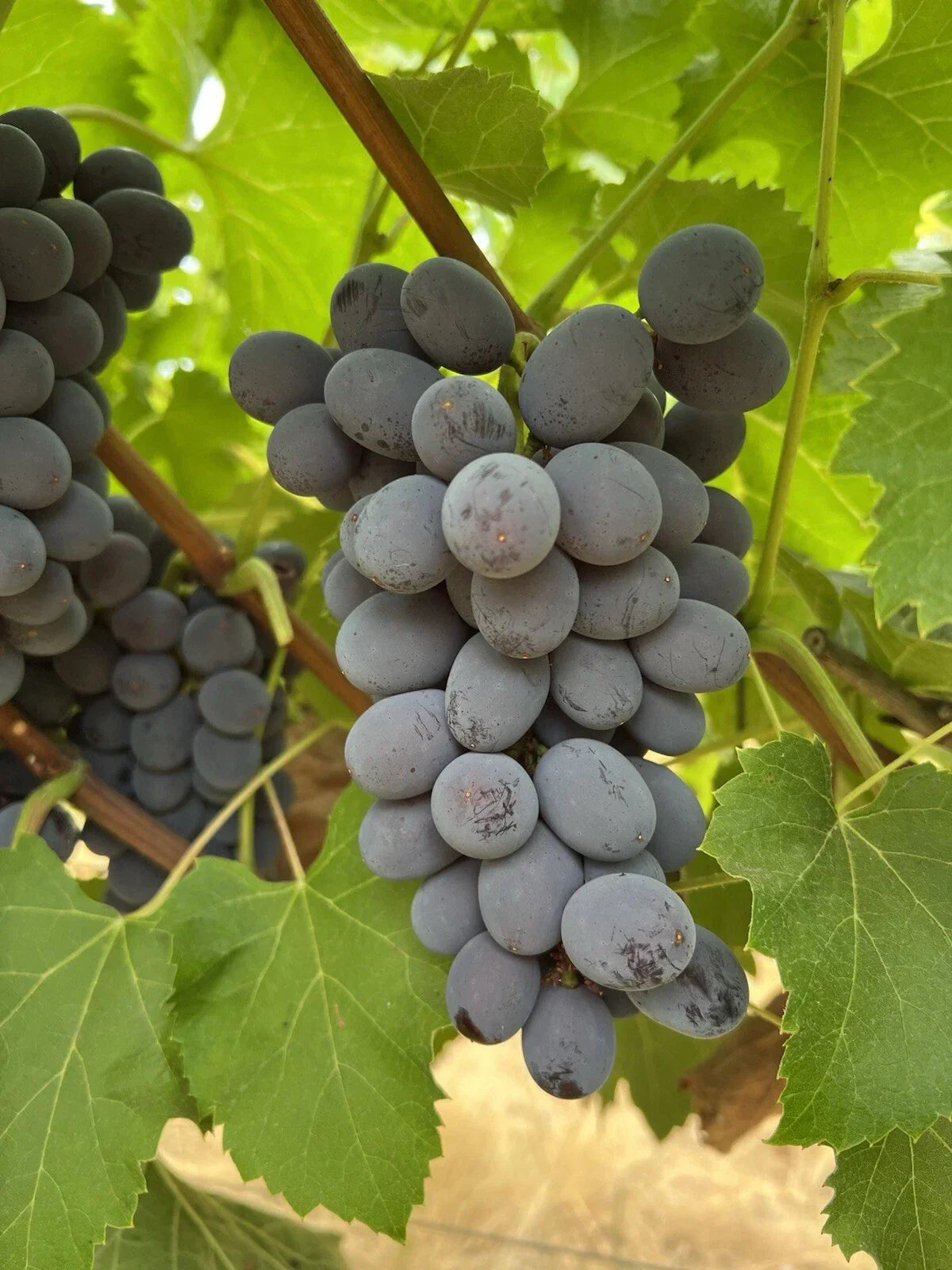 Jupiter Seedless Table Grape Cuttings - 5 Pcs Vitis vinifera, Deciduous Vine, Easy Propagation, Sweet Juicy Grapes, US Seller