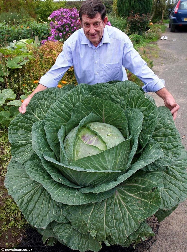 Giant Russian Cabbage Seeds Bulk 3000 Count - Brassica oleracea Heirloom