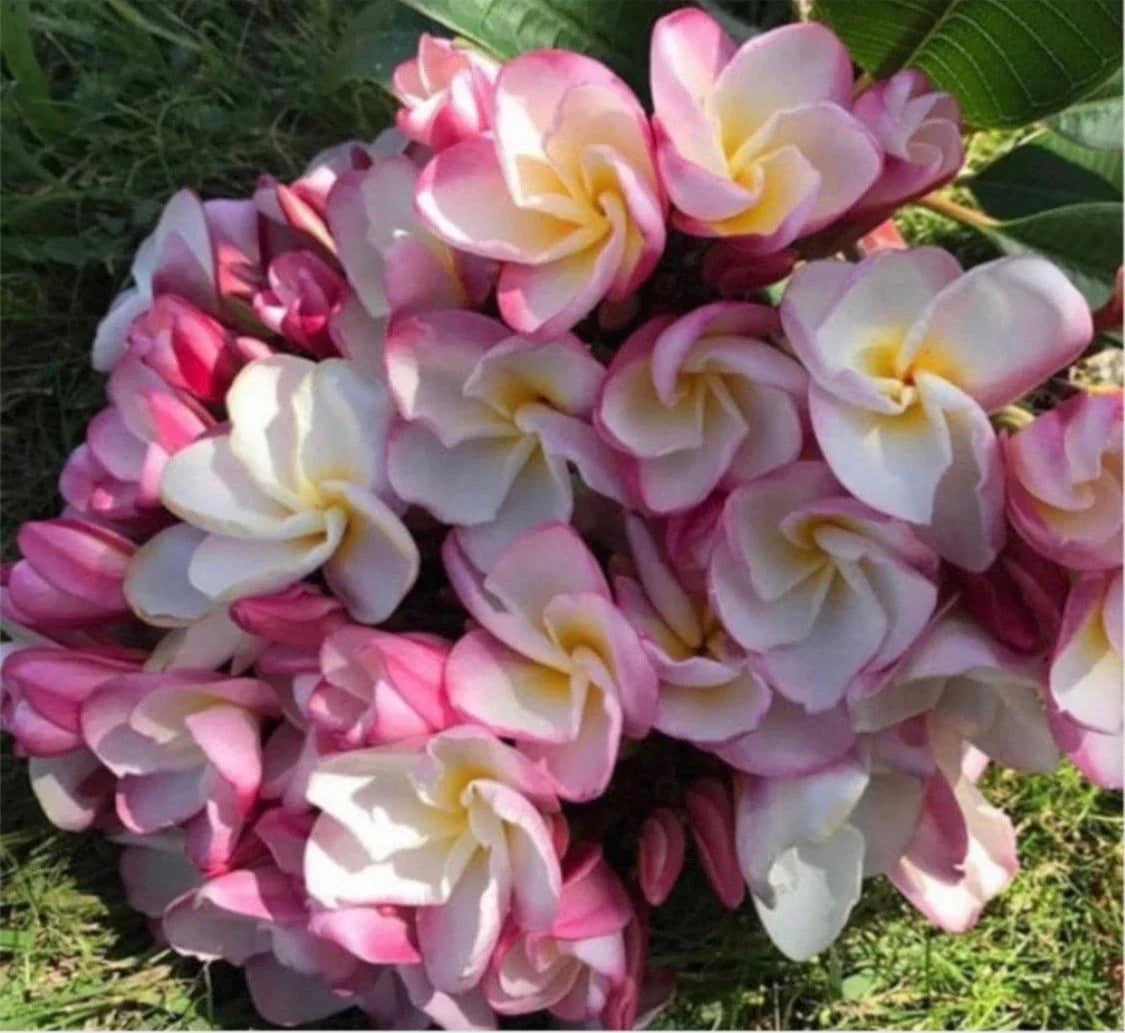 Rooted Plumeria Cutting - Nakamoto's Bouquet - 15" Frangipani Plant with 2 Tips - Tropical Garden or Indoor Plant