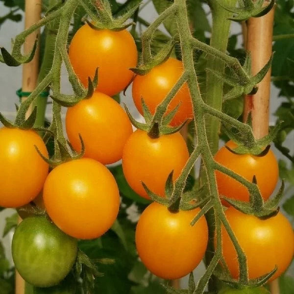 Gold Nugget Cherry Tomato Seeds - Organic Heirloom Non-GMO, Supersweet, Small Yellow Fruit, Solanum lycopersicum, Seed Packet