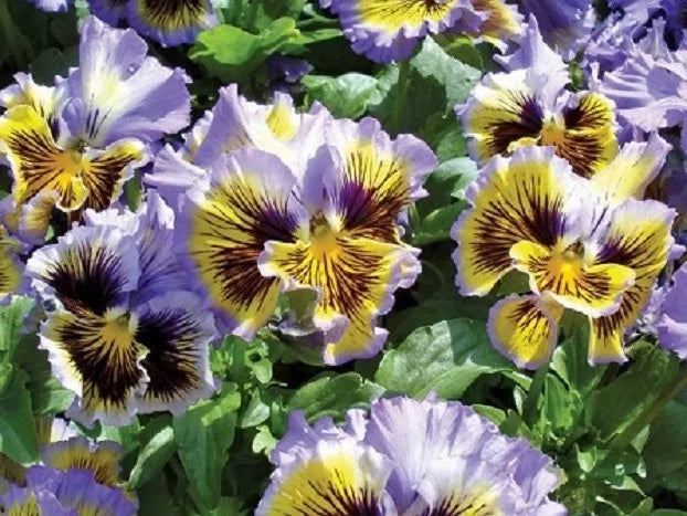 Pansy Seeds 50 Count | Frizzle Sizzle Yellow Blue Swirl | Viola tricolor Flower Seeds