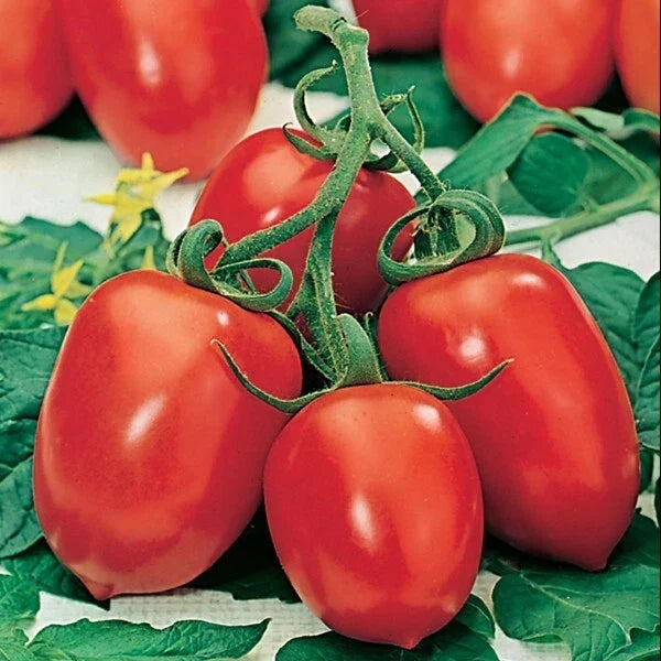 Roma Tomato Seeds - Organic Heirloom Non-GMO Pack of 10+ Solanum lycopersicum for Home Gardening