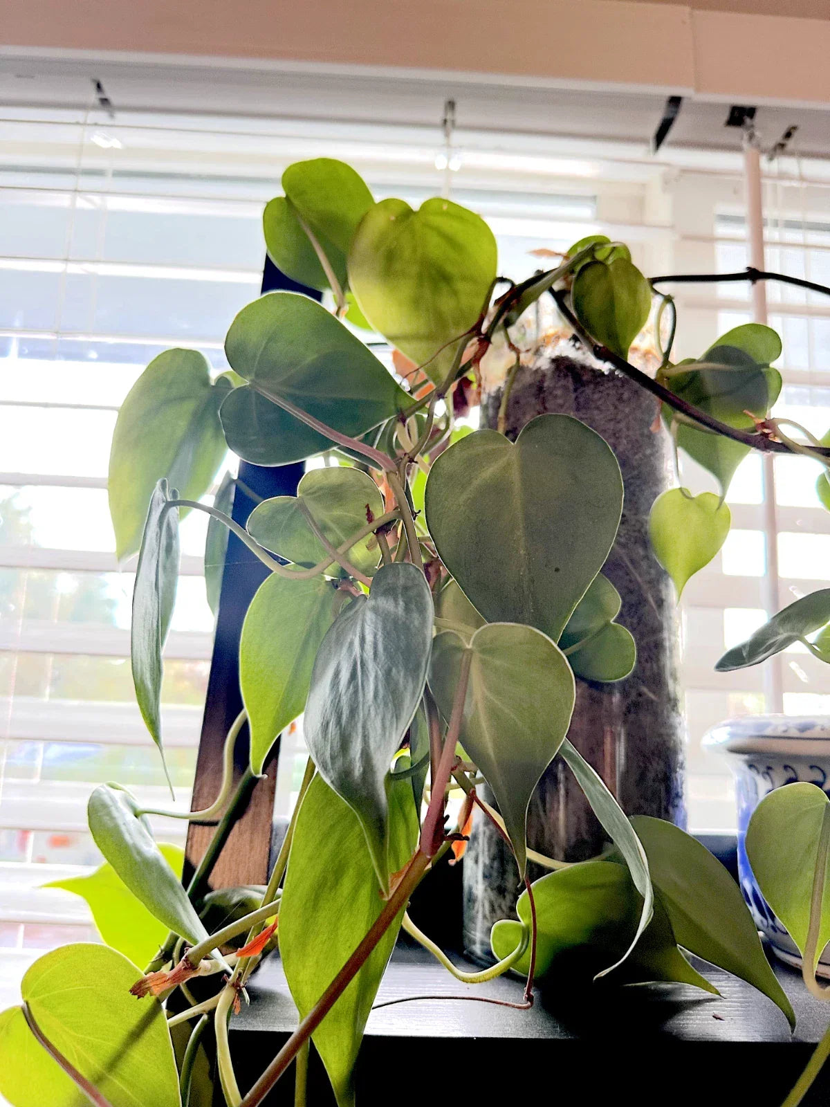 Heart Leaf Philodendron Cuttings - 10 Unrooted Live Propagation Plants - Philodendron hederaceum