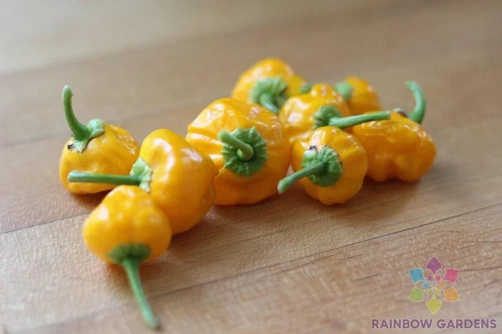 Jamaican Hot Yellow Pepper Seeds - 25+ Pack - Capsicum chinense - USA Shipping