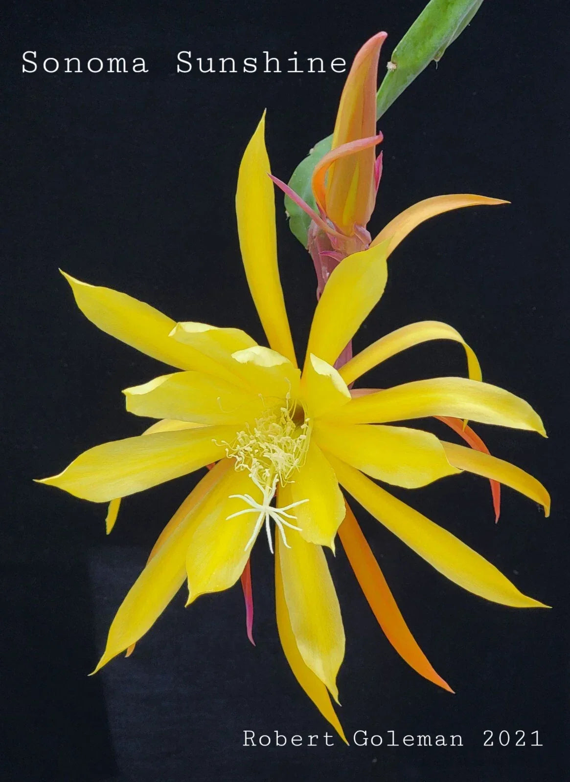 Epiphyllum 'Sonoma Sunshine' Unrooted Cutting - Rare Orchid Cactus Propagation Plant