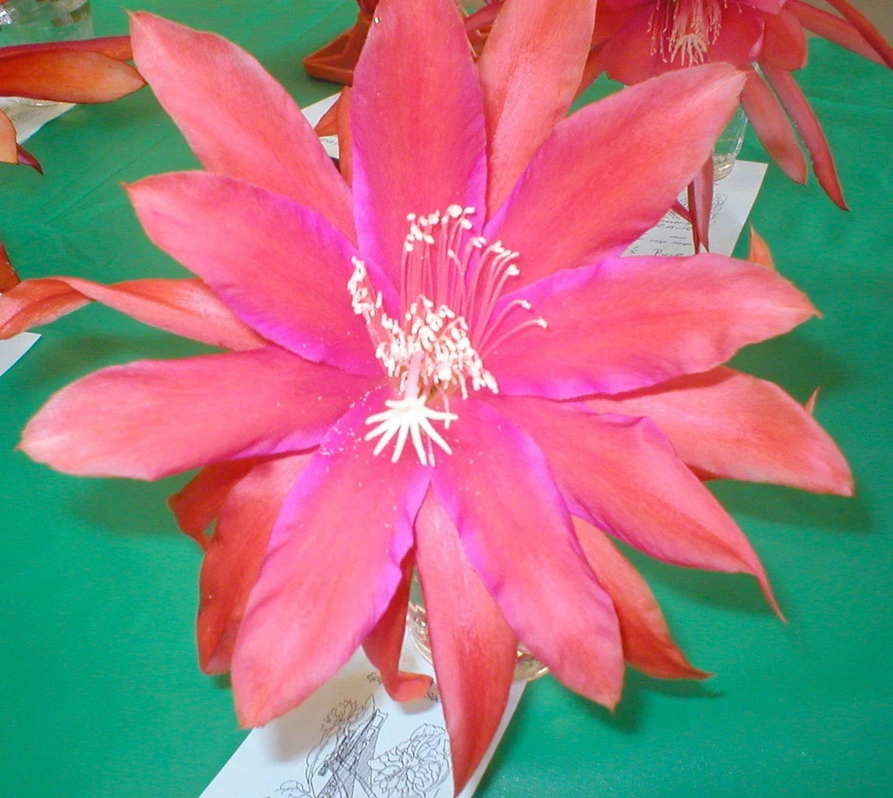 Epiphyllum Orchid Cactus Cutting - Sedona Sunset, Climbing, Vibrant Orange & Pink Flowers, Don's Cuttings