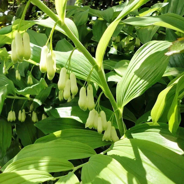 Bare-root Solomon's Seal Plant - Polygonatum biflorum - Native Perennial Herb - 18-24 Inches Tall