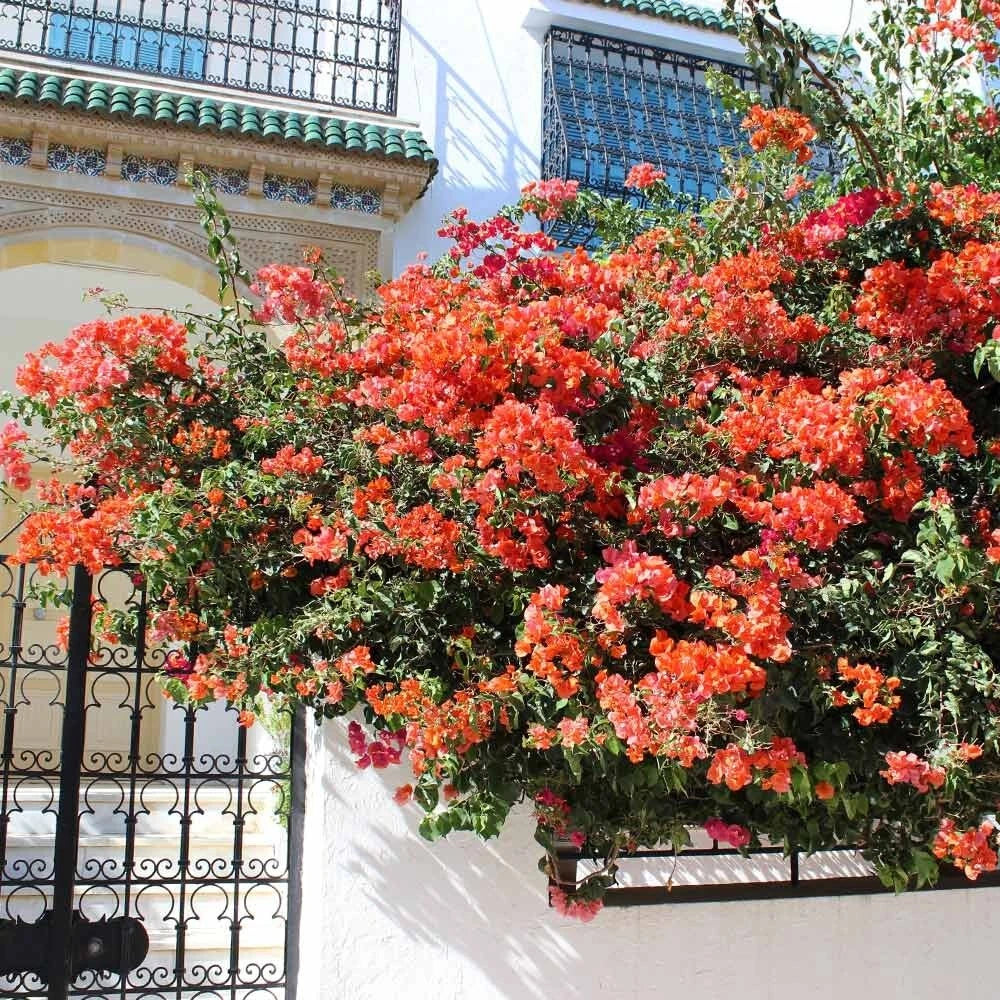 Set of 2 Live Sundown Orange Bougainvillea Plants – No Pot – Vibrant Rare Color – Bougainvillea glabra