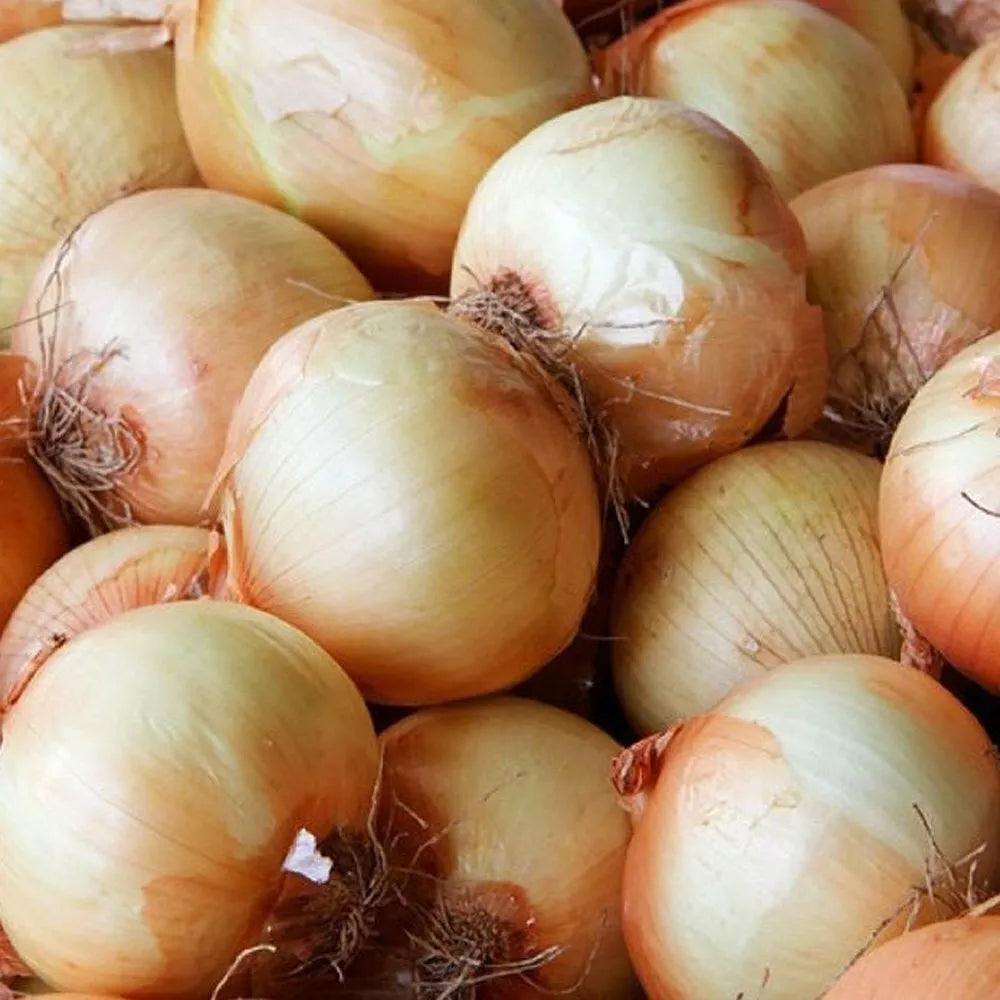 Yellow Spanish Onion Seeds - Heirloom Non-GMO Vegetable Seeds for Home Gardening, Allium cepa