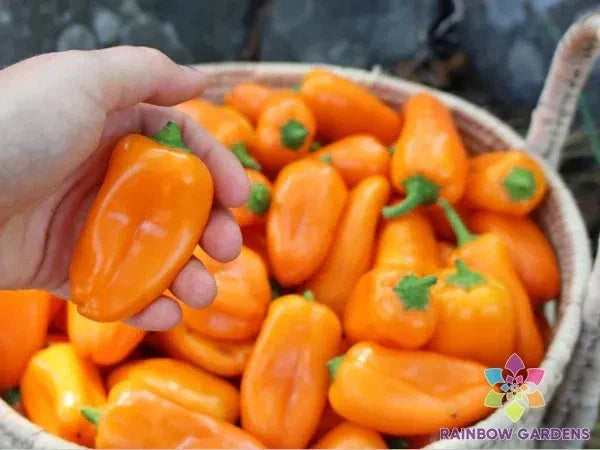 Lunchbox Sweet Pepper Seeds - 25+ Pack - Capsicum annuum - USA Grown