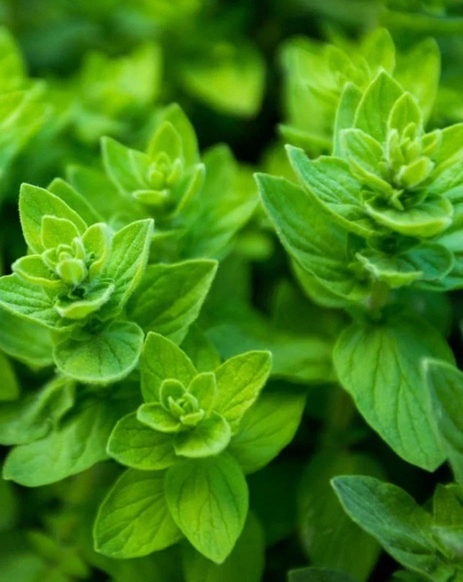 Italian Oregano Seeds - 10,000 Heirloom Origanum vulgare Seeds - USA Grown