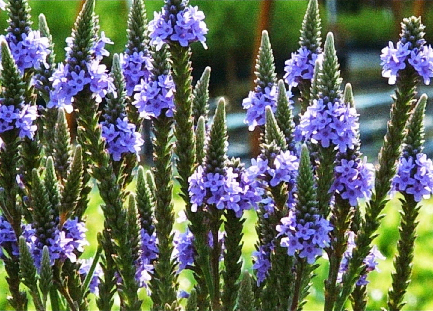 Blue Vervain Seeds - 200+ Perennial Native Wildflower for Herb Tea, Drought-Tolerant Garden (Verbena hastata)