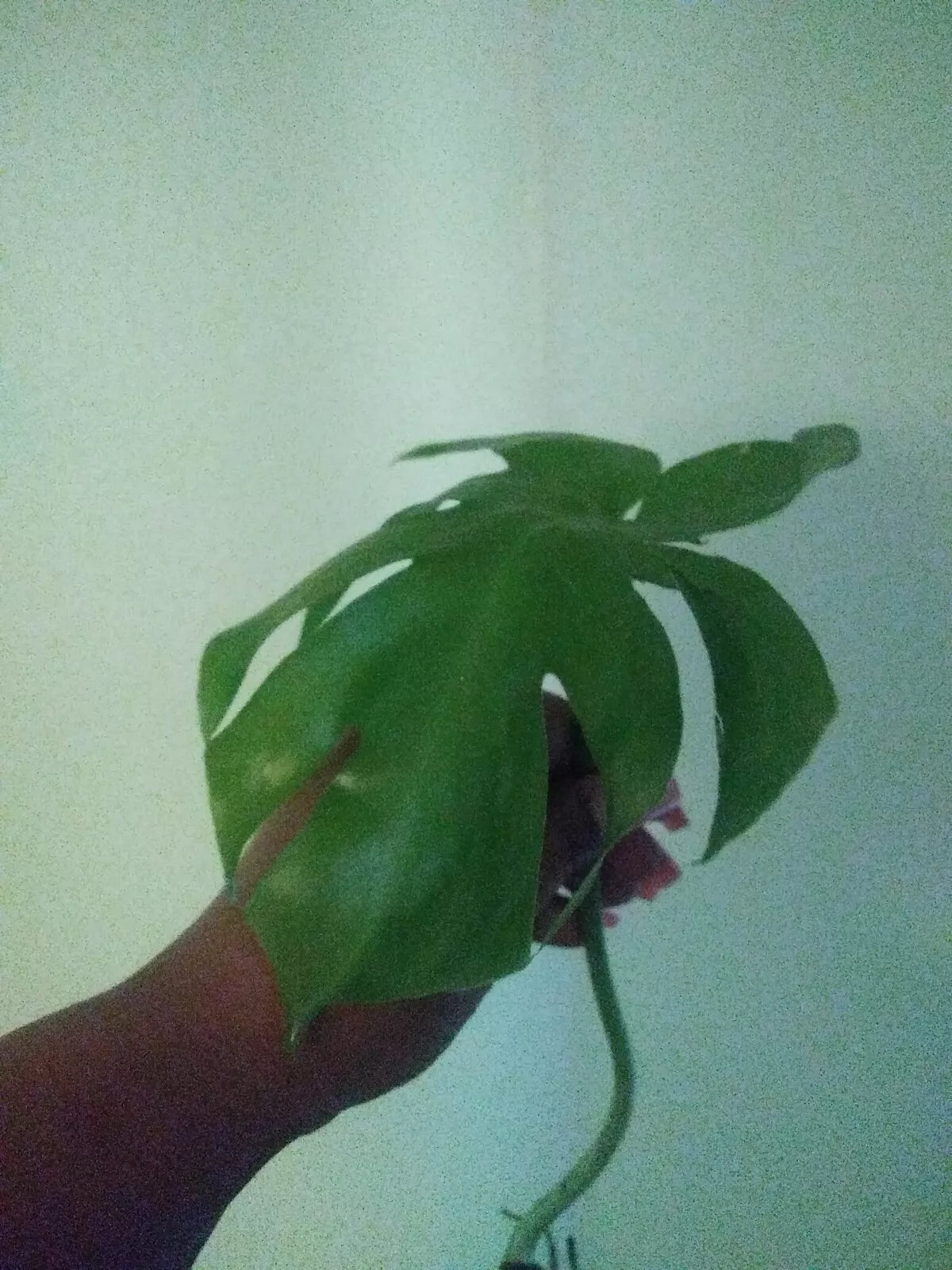 Giant Monstera Deliciosa Cutting 10+ Inches Tall Indoor Houseplant, Tropical Green Foliage, Philodendron Alternative