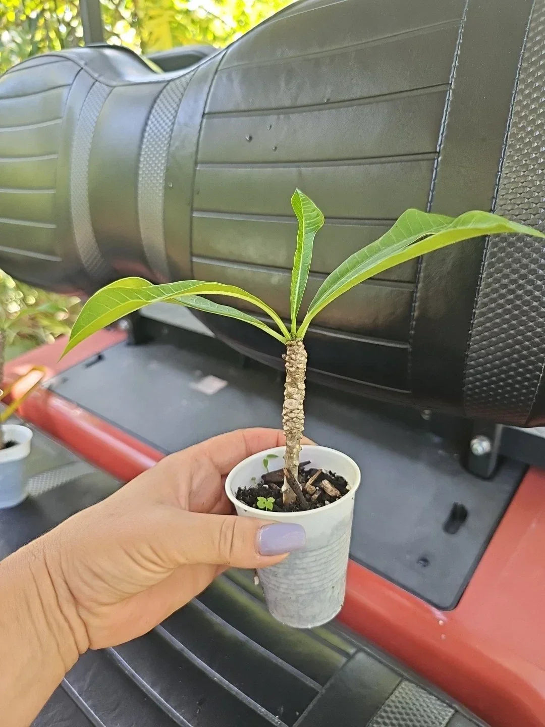 Rooted Bridal Bouquet Plumeria Live Plant 8" White Frangipani No Cutting