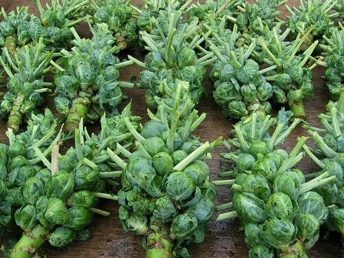 Brussel Sprouts Seeds – Non-GMO Heirloom Variety – Catskill, USA – 300+ Seeds for Home Garden, Brassica oleracea