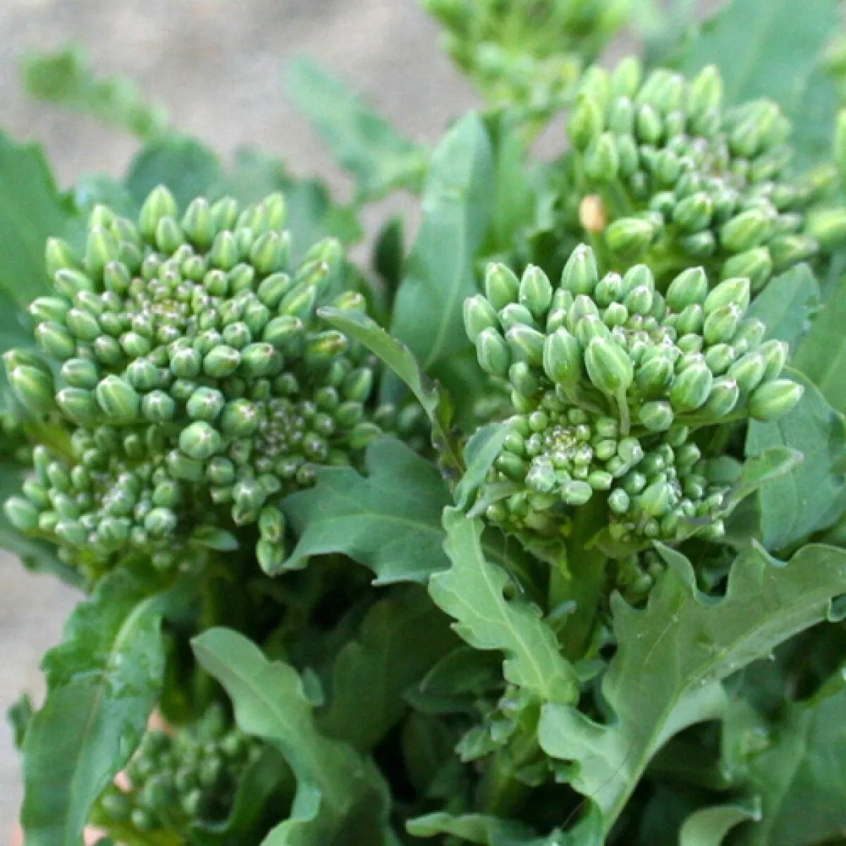 Broccoli Raab Seeds – Non-GMO Heirloom Spring Rapini Vegetable Pack of 300+ Seeds Brassica rapa