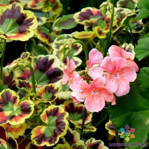 Mrs. Henry Cox Geranium Seeds - 25+ Color Variety - Pelargonium x hortorum for Garden