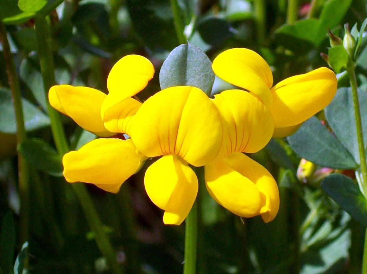 Bird's Foot Trefoil Seeds - Perennial Yellow Flowers - Lotus corniculatus - Ground Cover, Wildflower, Pollinator Attractant