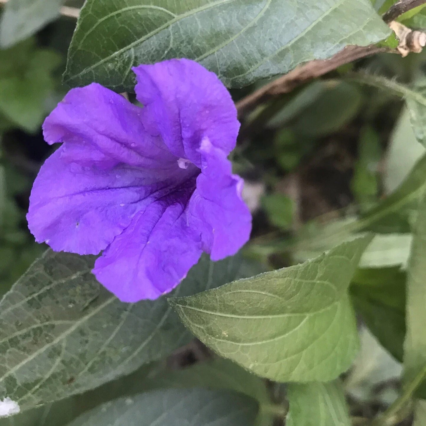 Purple Mexican Petunia Plants - 5 Live Ruellia simplex Garden Flowers for Landscaping
