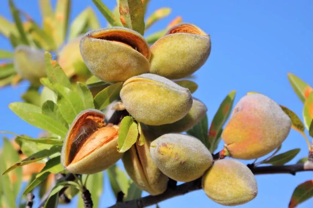 Almond Tree Seeds - 20 Seeds - Prunus dulcis - Grow Almond Trees