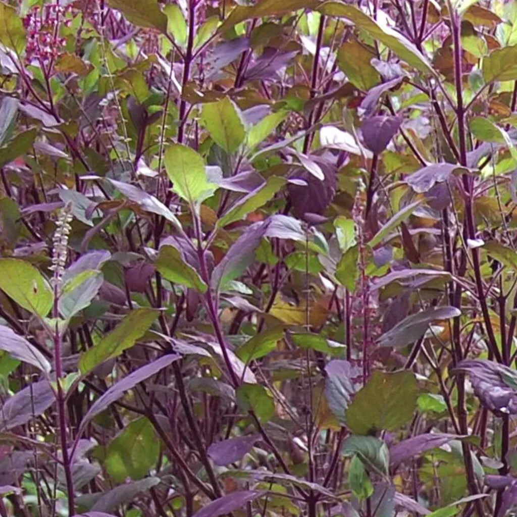 Red Leaf Holy Basil Seeds - Non-GMO Tulsi, Organic Gardening, Ocimum sanctum, Herbal Seeds, Monks Basil, Ayurveda
