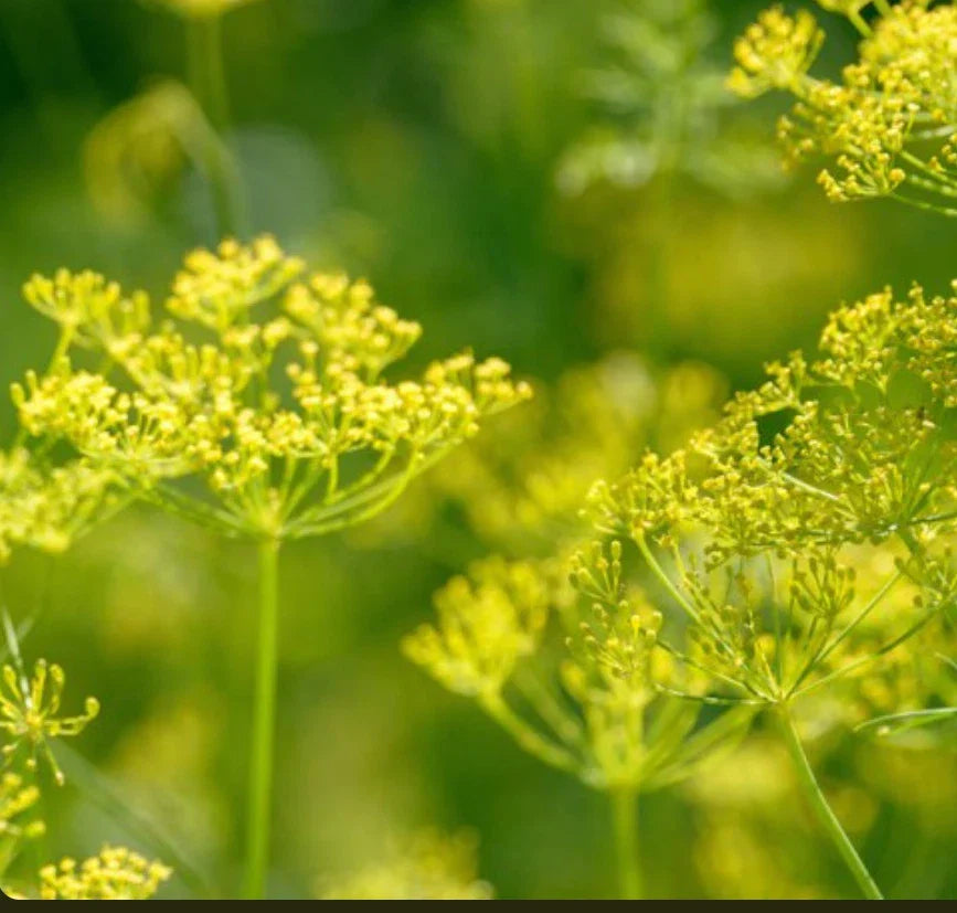 Bouquet Dill Seeds | NON-GMO Heirloom Anethum graveolens for Garden