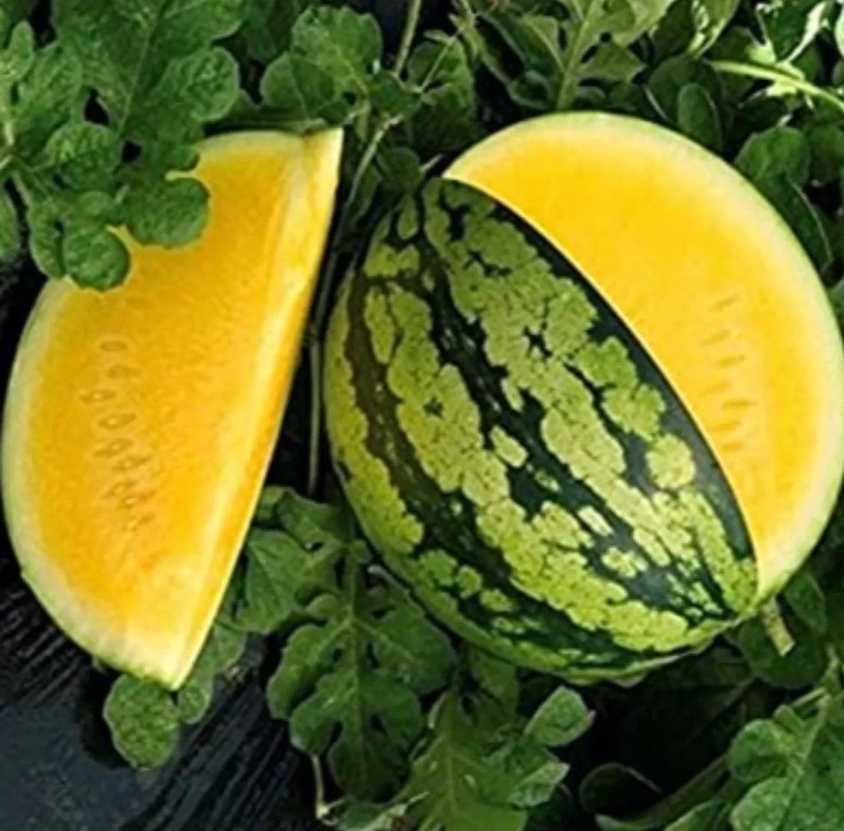 Yellow Gem Watermelon Seeds - Non-GMO Citrullus lanatus, True Yellow Variety, Pack of 50+ Seeds for Home Gardening
