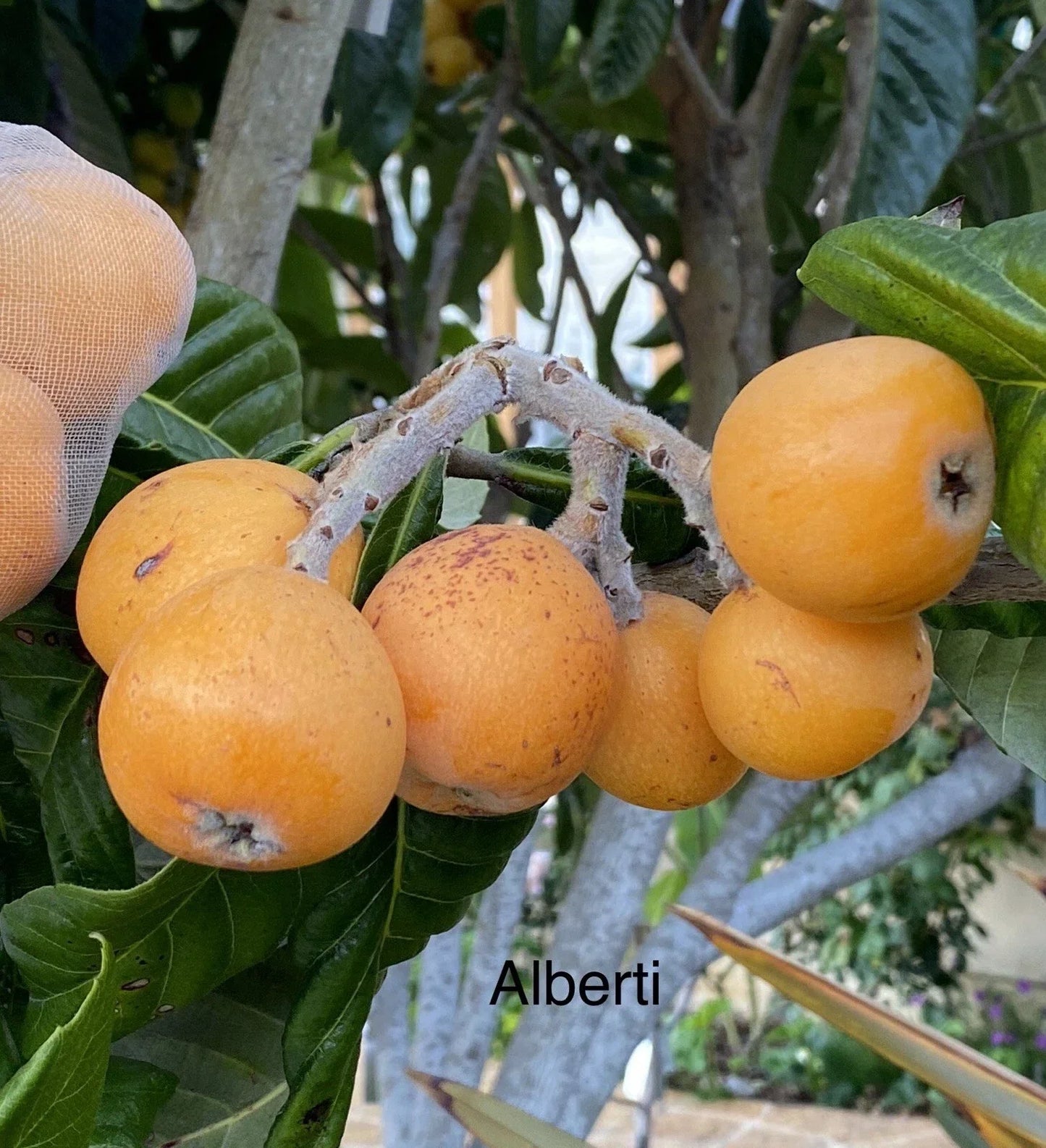 Loquat Grafting Scions – Alberti Variety, 3 Cuttings, Eriobotrya japonica, Sweet Fruit, Garden & Orchard