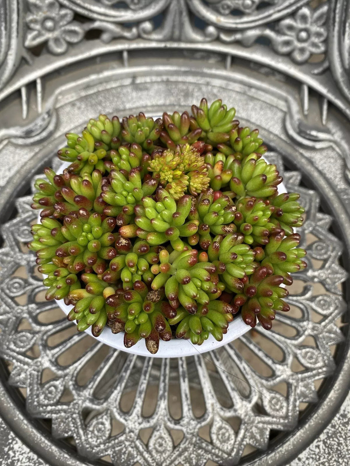 Succulent Cuttings - 8 Red Green Jelly Bean - Sedum Rubrotinctum Unrooted Propagation Plant