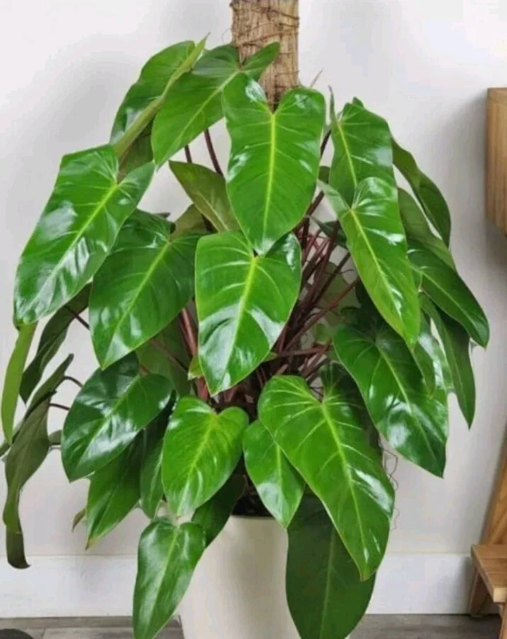 Syngonium Podophyllum White Butterfly Arrowhead Plant Cuttings – Live Indoor Propagation Material