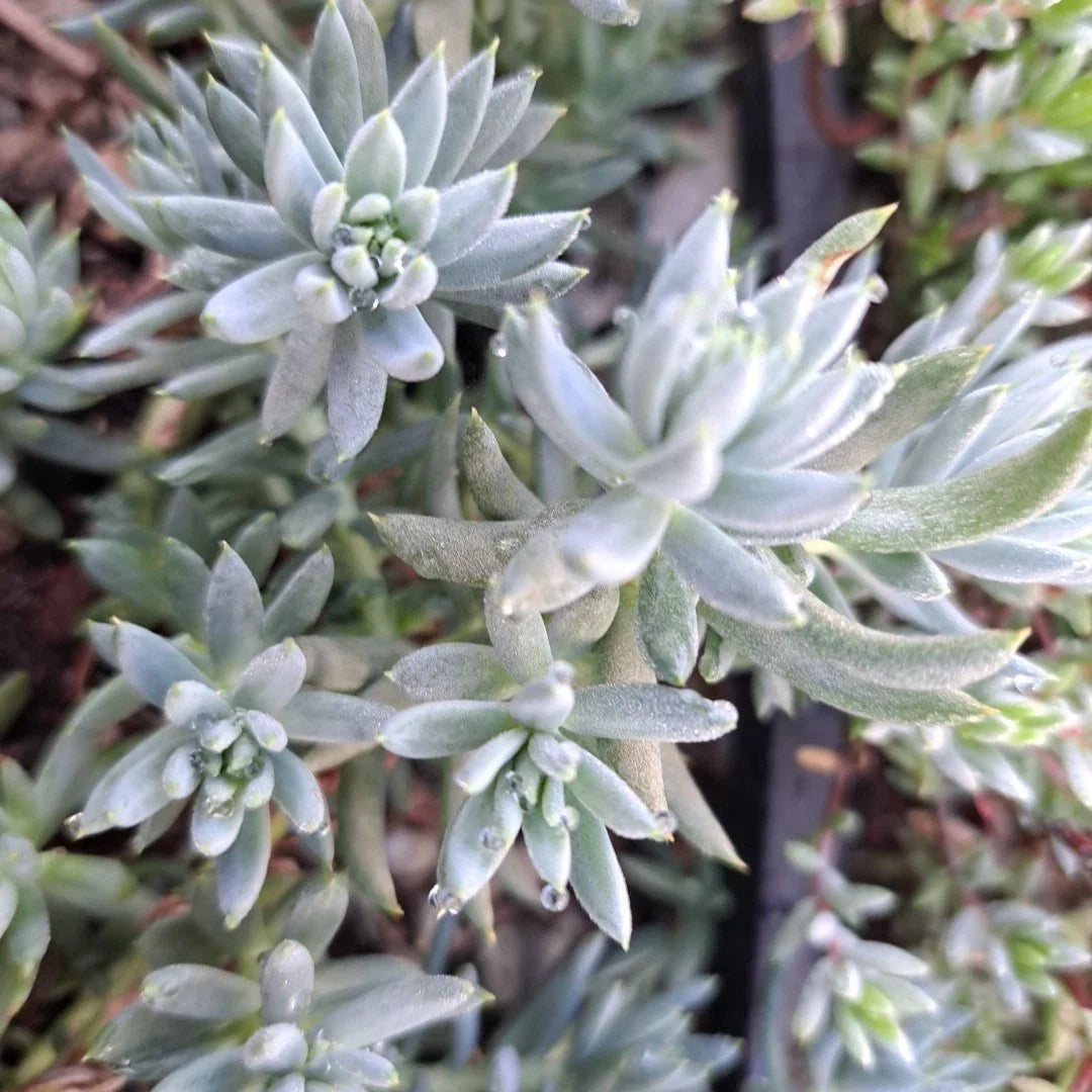 Sedum Blue Spruce Cuttings - 10 Trailing Ground Cover Succulents - Drought Tolerant, Cold Hardy, Crassulaceae, Perfect for Garden or Indoor