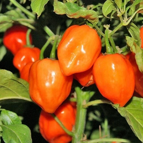 Orange Habanero Pepper Seeds - Non-GMO Heirloom Capsicum chinense for Spicy Culinary Use, 30+ Seeds, Full Sun, Container Friendly