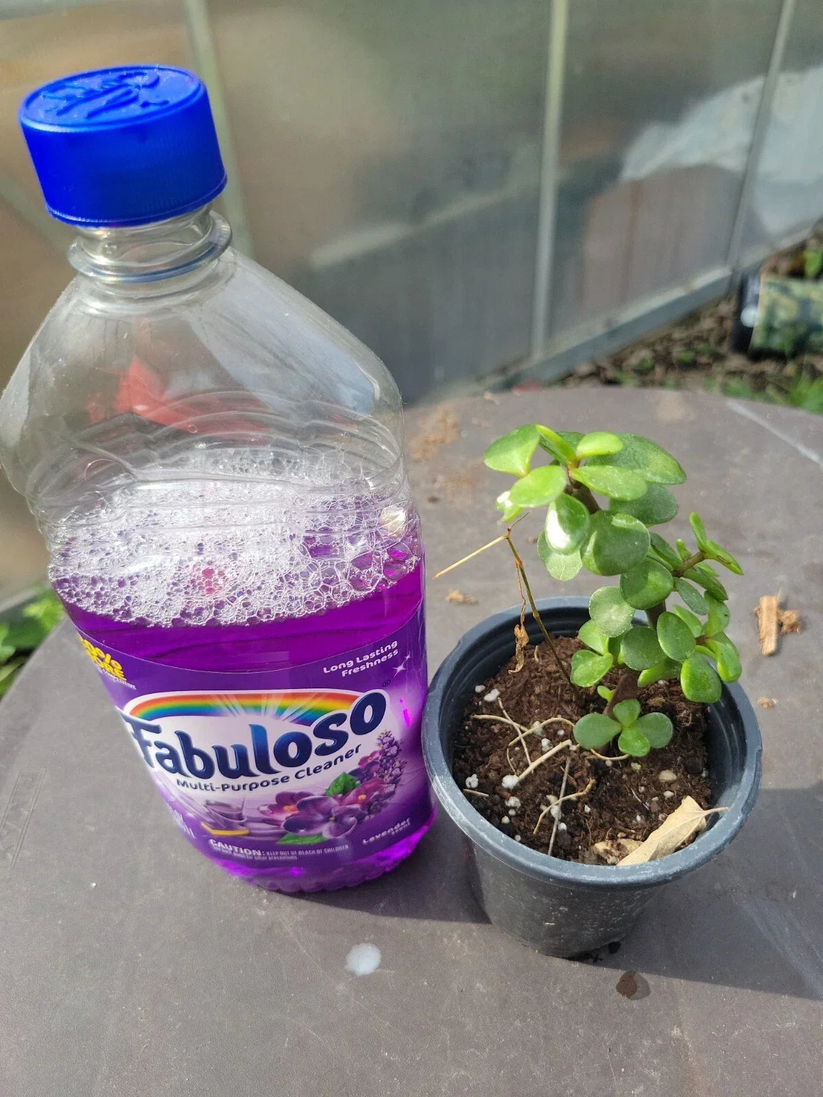 Portulaca Afra Good Luck Jade Tree Bonsai Succulent Indoor Plant in 8 oz Pot