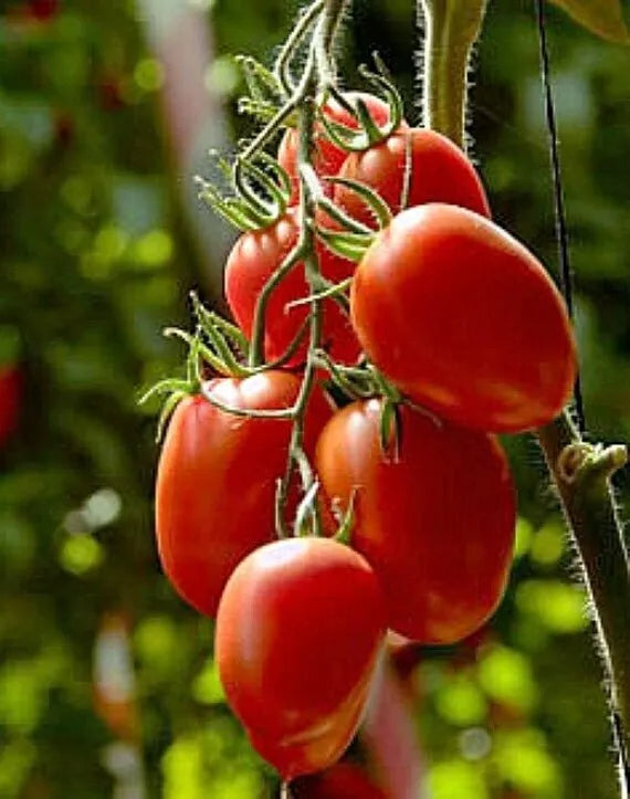 Rio Grande Tomato Seeds - Organic Heirloom Non-GMO Seeds for Home Gardening, Juicy Solanum lycopersicum, Pack of 10+