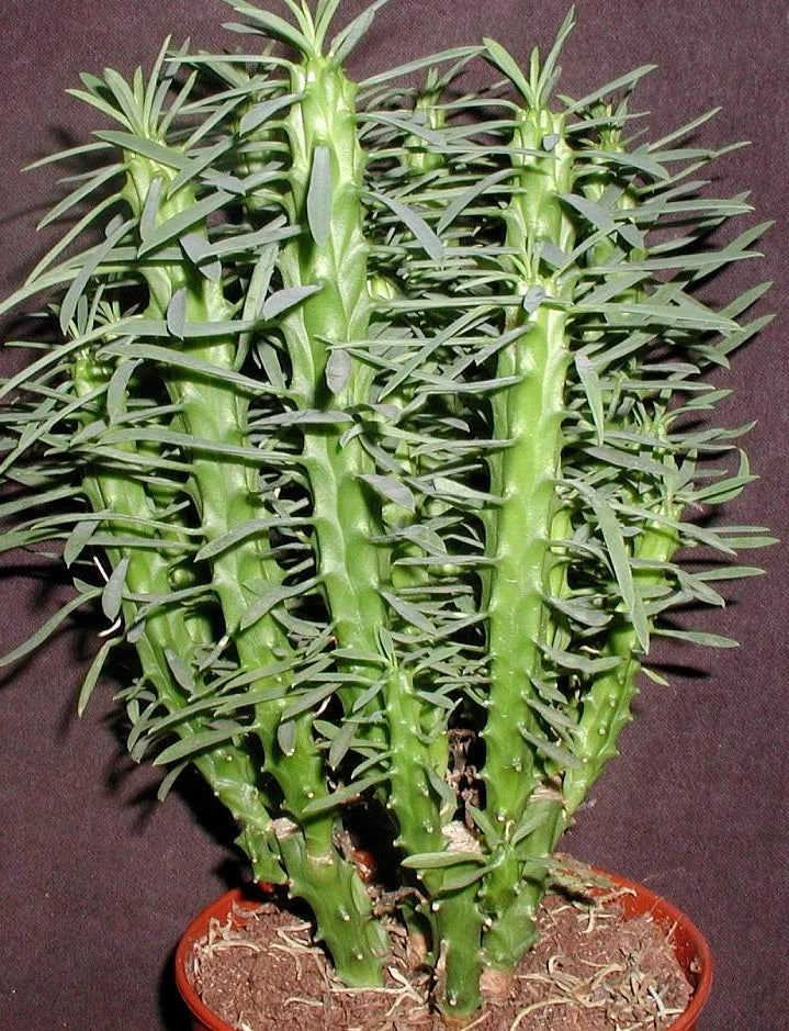 Euphorbia Loricata Cuttings - 3" Succulent Plant, Drought Tolerant, Unique Texture, Variegated Foliage, Rare Succulent