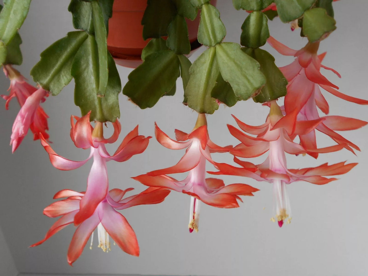 Schlumbergera Flamenca Starter Plant - Pink Christmas Cactus Houseplant