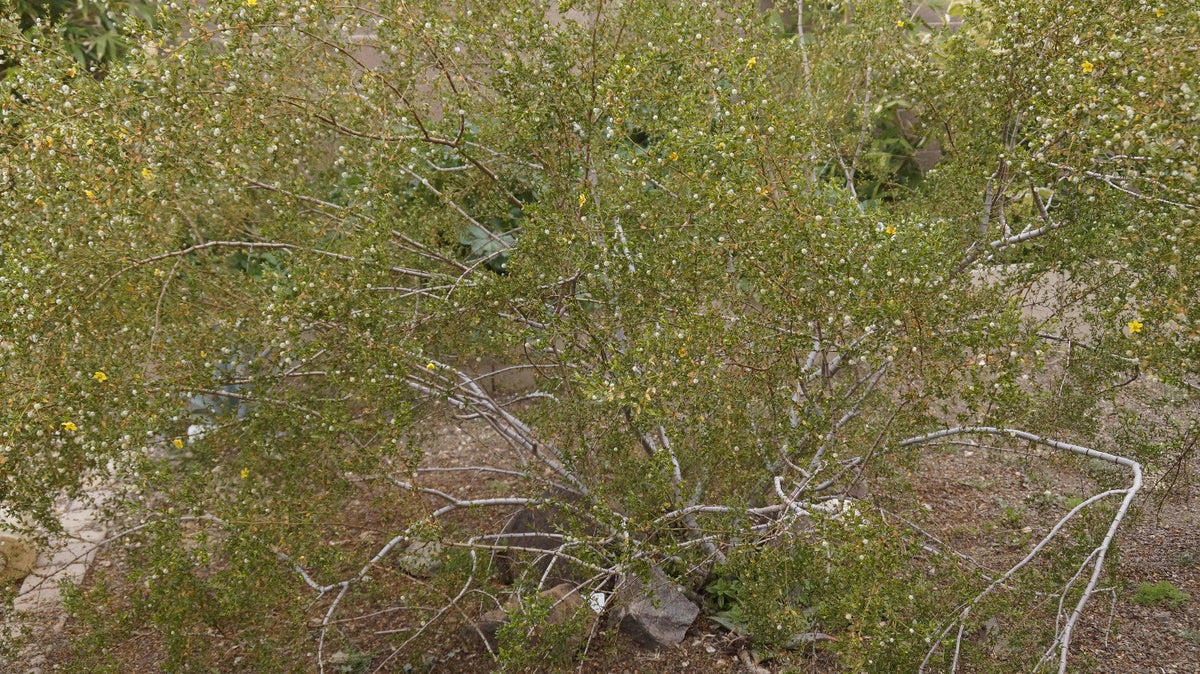 Creosote Bush Fresh Cuttings - Prostrate Variety, Aromatic, Larrea tridentata, Drought-Tolerant, Low-Water Landscape Plants