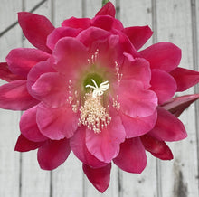 Epiphyllum Hybrid Starter Pot 4" Nini's Two Toned Pink Plant (Epiphyllum spp.) Fully-Rooted Succulent