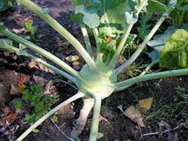 Kohlrabi Seeds - Early White Vienna, Heirloom, Non-GMO, 50+ Seeds, Brassica oleracea var. gongylodes