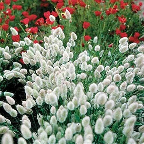 Bunny Tails Seeds - 25 Seeds - Lagurus ovatus - Easy to Grow Home Garden Plant