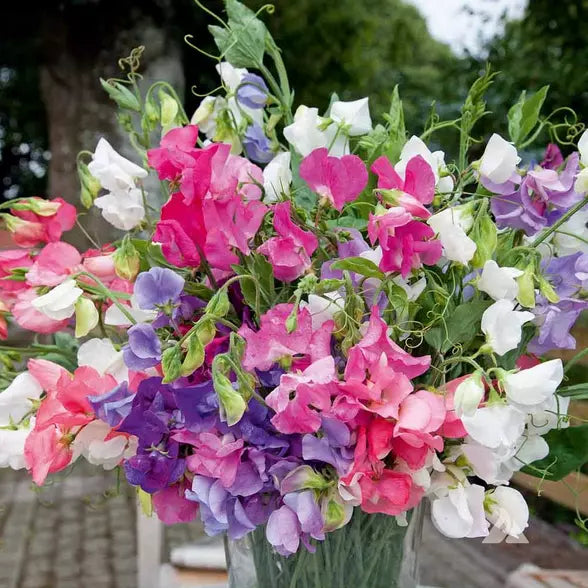 Sweet Pea Seeds | Heirloom Bijou Mix | Fragrant Climbing Vine | Lathyrus odoratus Garden Planting Seeds