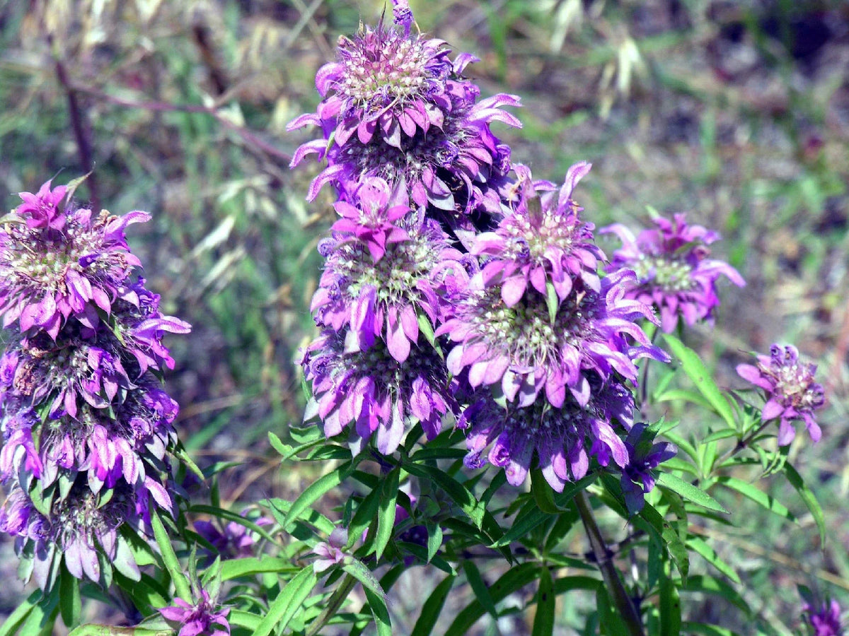 Beebalm Seeds - 1105 Pack - Lemon Bee Balm Flower - Monarda citriodora - Pollinator Attracting, Non-GMO, Garden, Container Seeds