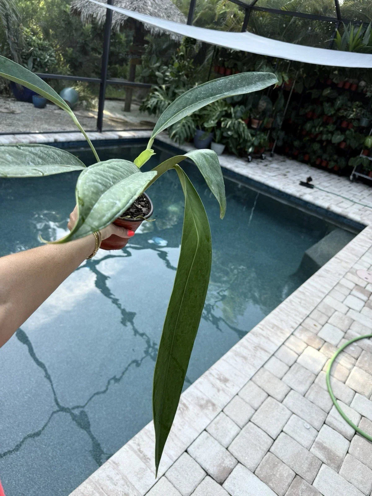 Anthurium Decurrens Live Houseplant - Tropical Green Foliage, Indoor Plant, Easy Care, Air-Purifying, 6-Inch Pot