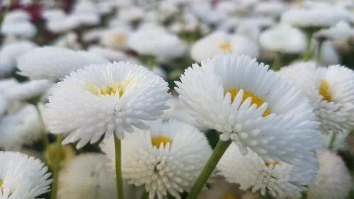 200 White Bellis Perennis Enorma Flower Seeds | English Daisy | Perennial Garden Seeds for Borders & Containers