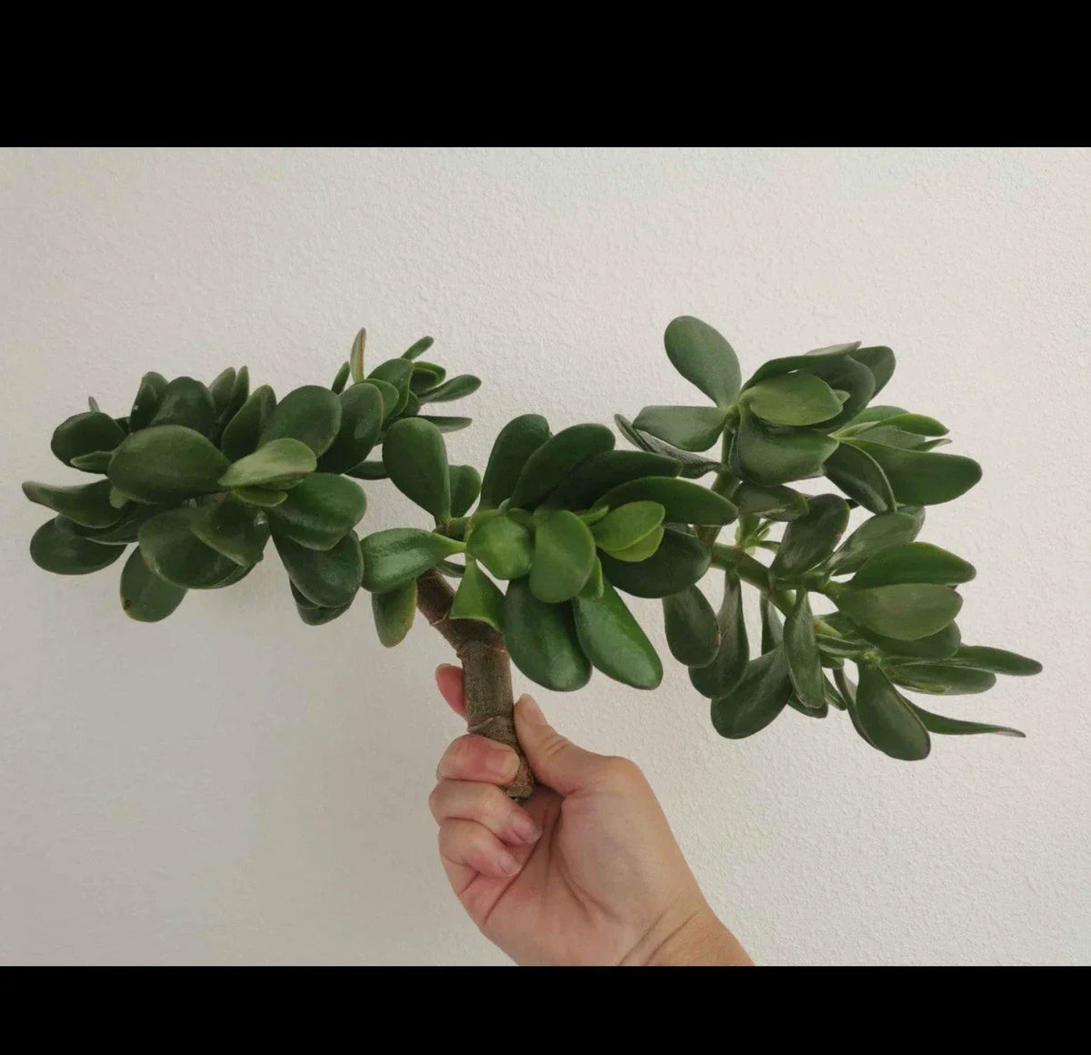 Succulent Thick Cutting Jade Plant Crassula ovata 0.75-1 Inch Pack for Propagation and Decor