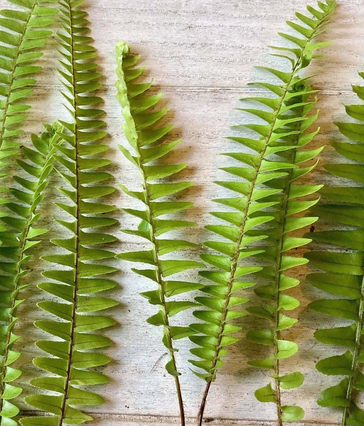 Rooted Ferns 20 Pack - Lush Green Indoor & Outdoor Plants - Various Fern Varieties for Home Decor