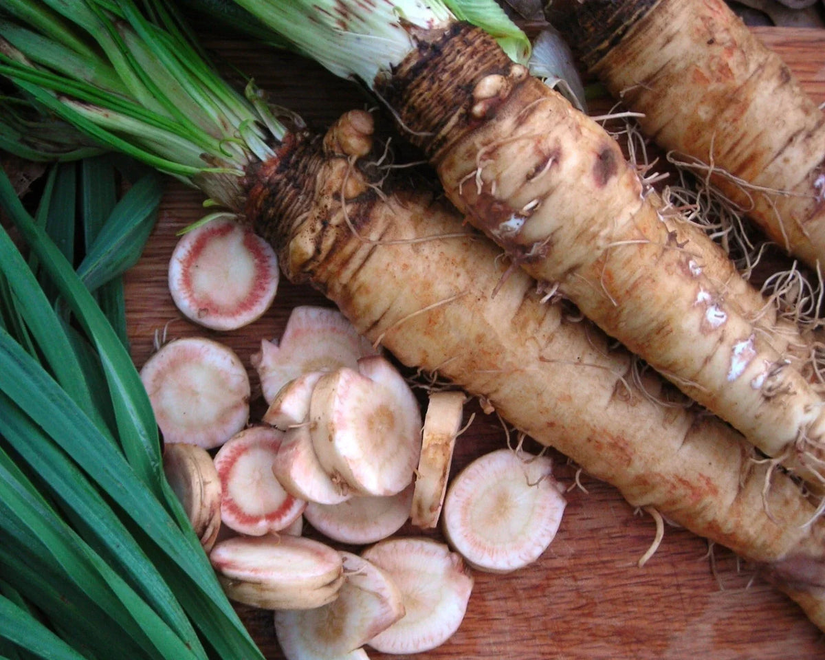 Mammoth Sandwich Island Salsify Seeds - Non-GMO Heirloom Vegetable Seeds for Gourmet Cooking & Pollinator Gardens