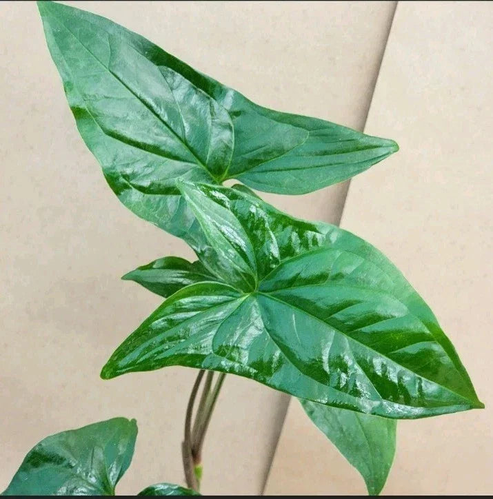 Syngonium podophyllum Green Arrowhead Cuttings – 2 Plant Propagation Clippings for Indoor Houseplants