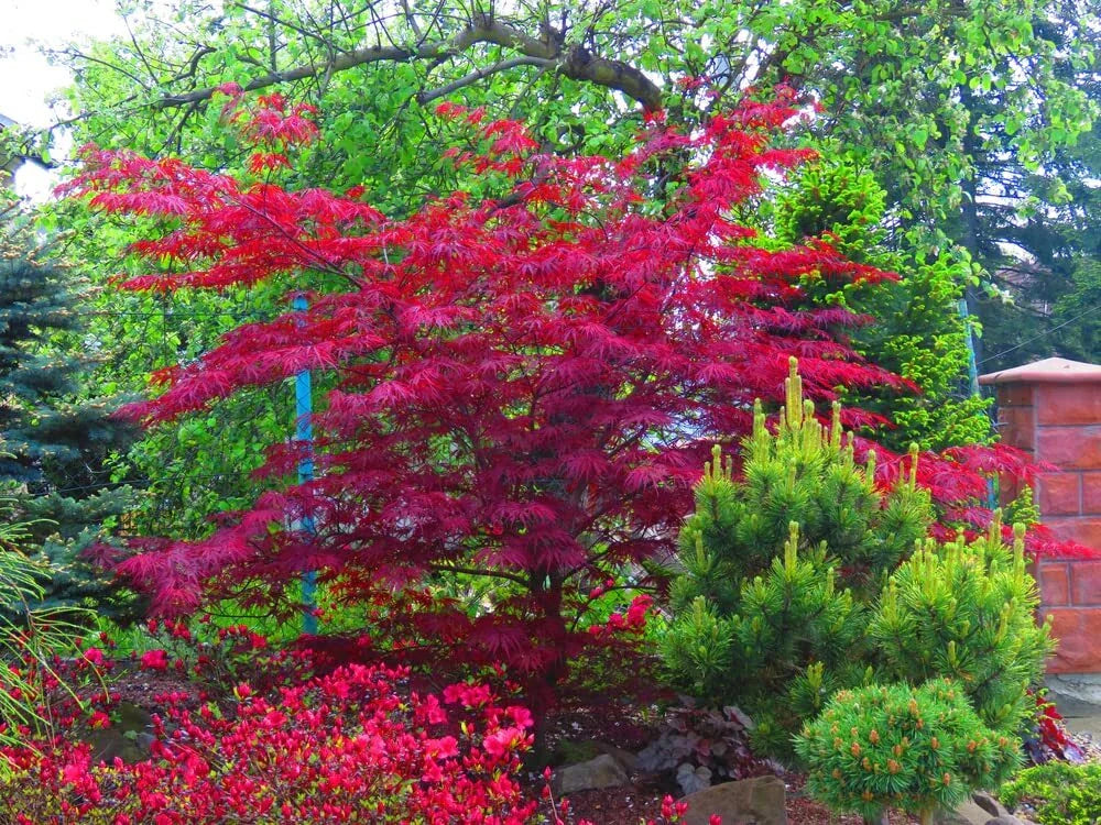 Amur Maple Tree Seeds - 30 Acer tataricum ginnala Seeds for Planting